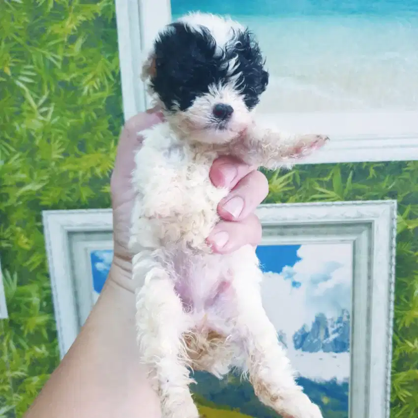 Anakan Micro Poodle Party Panda Female