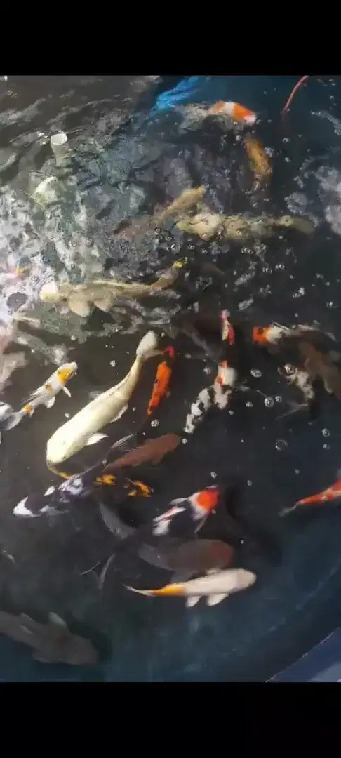 KOI BLITAR istimewa