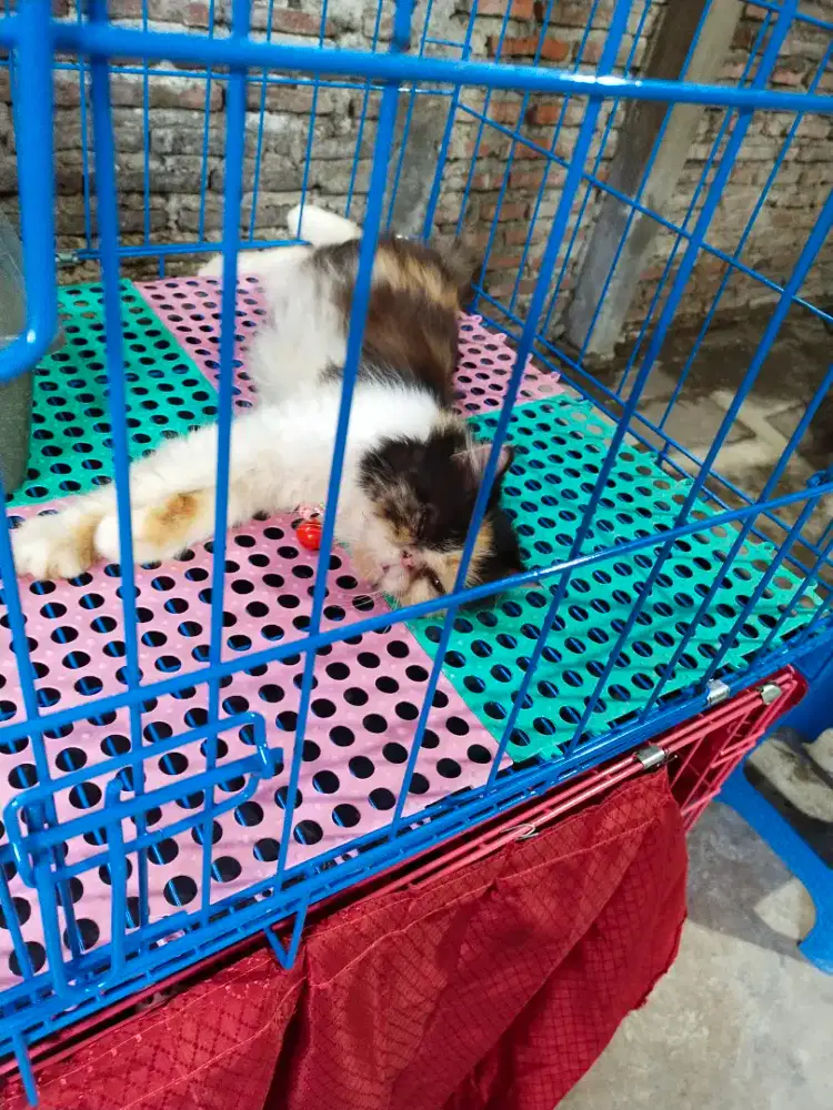 Kucing Persia Peaknose