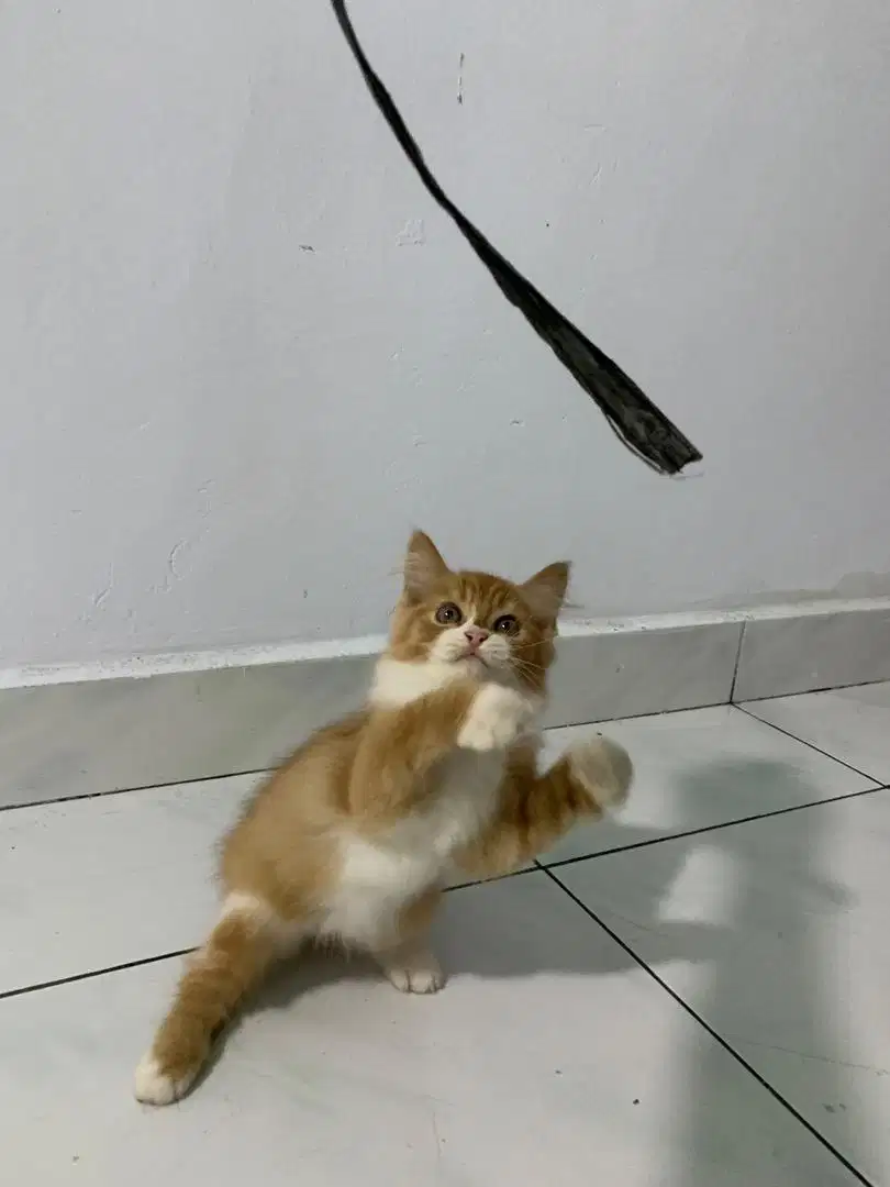 Kucing Anggora umur 2 Bulan