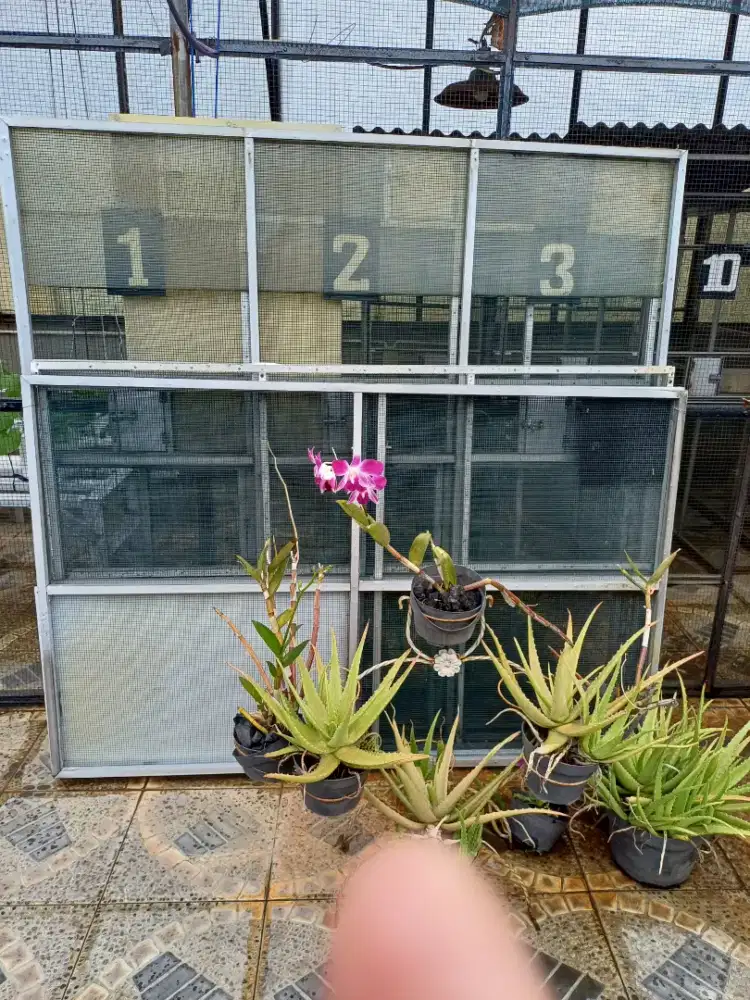 Kandang ternak perkututu