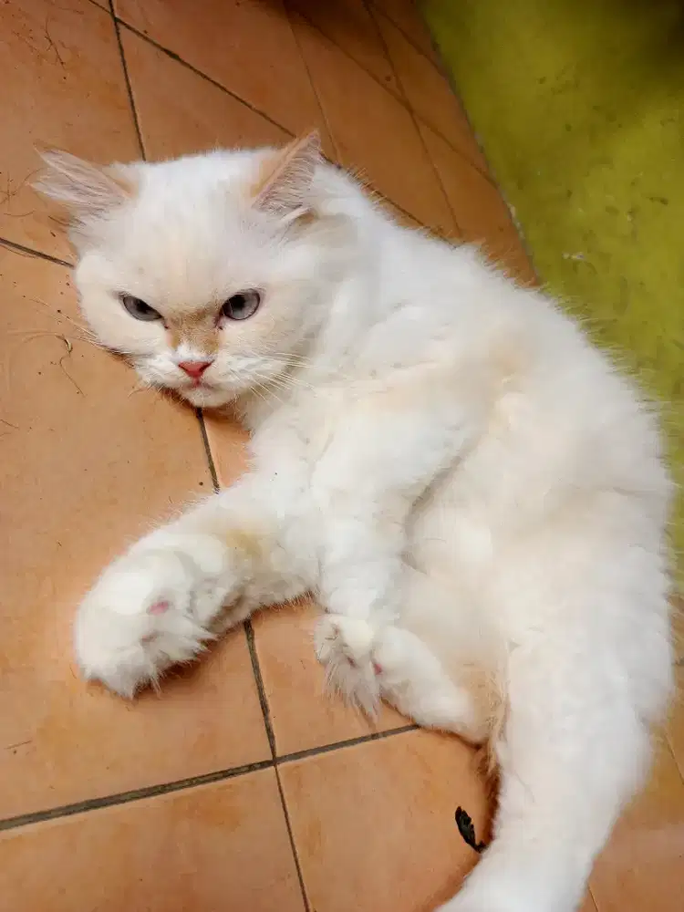 Lepas adop kucing Persia Himalaya  Betina 1,5jt