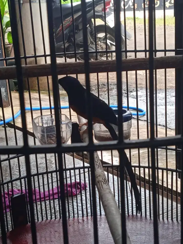 Murai Batu Dokor Line Ekor Panjang