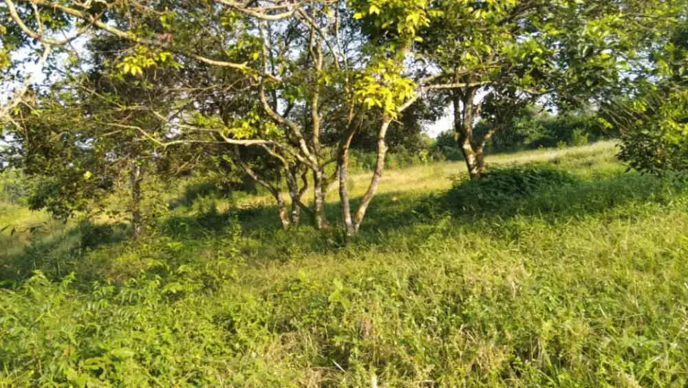 Di jual lhan tanah darat lt 2700 mtr ss ajb lokasi masuk mobil