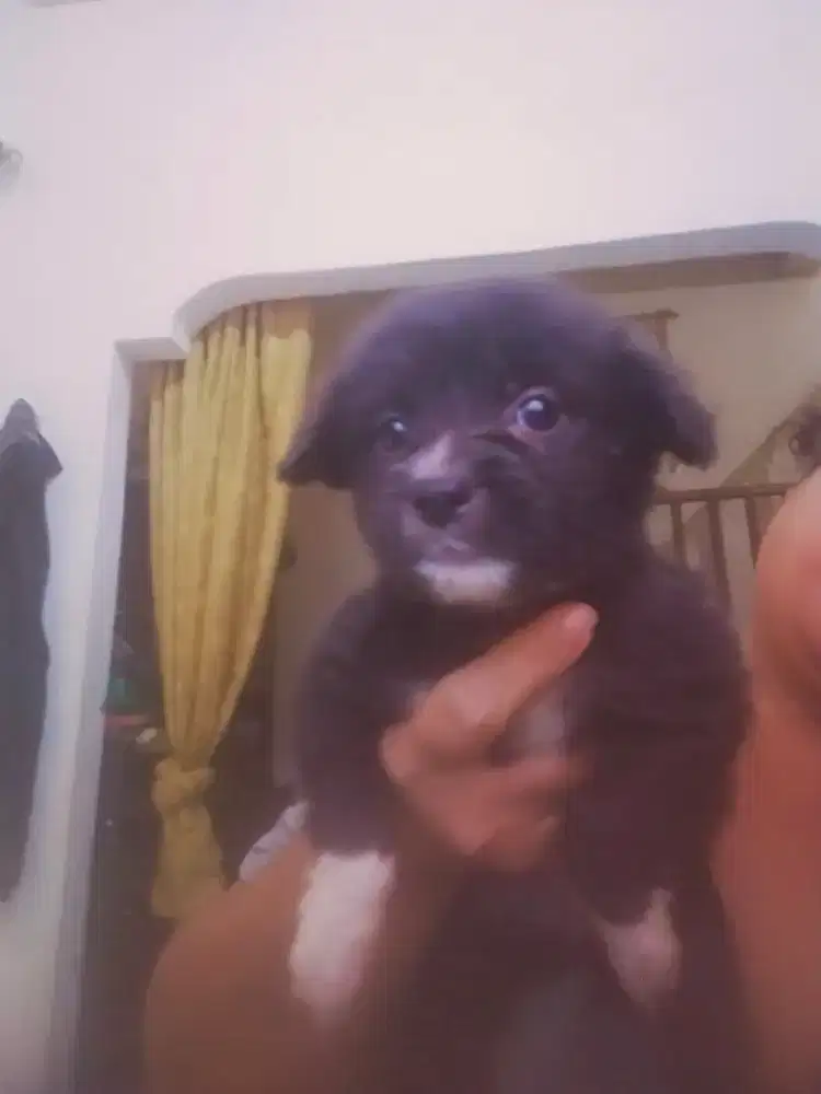 Anak anjing mix kintamani