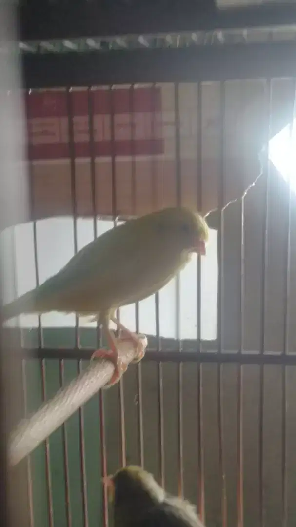 Burung kenari f1
