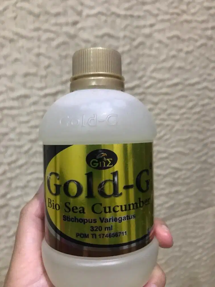 Gold g beo sea cucumber