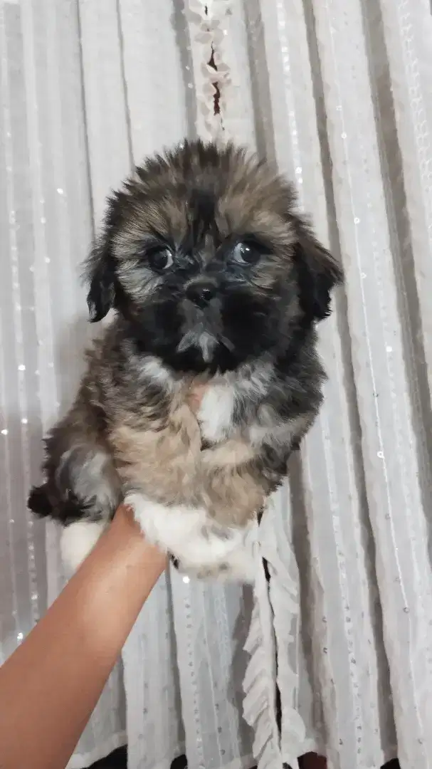 Mini Shih Tzu jantan nonstb Non vaksin