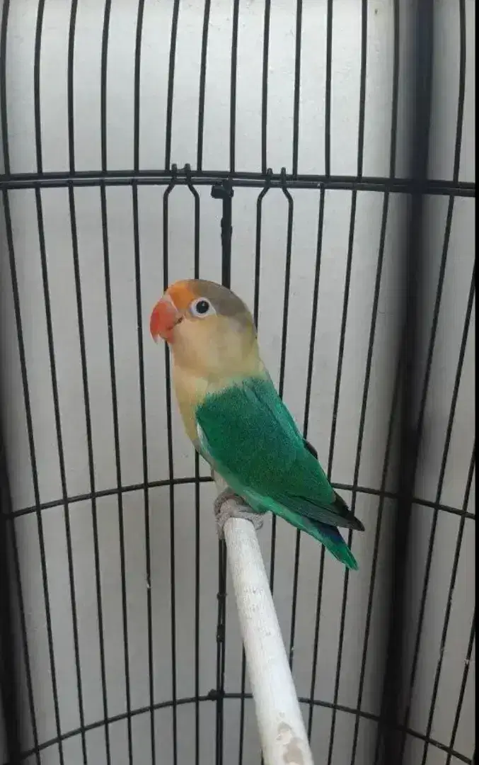 Lovebird PB jantan