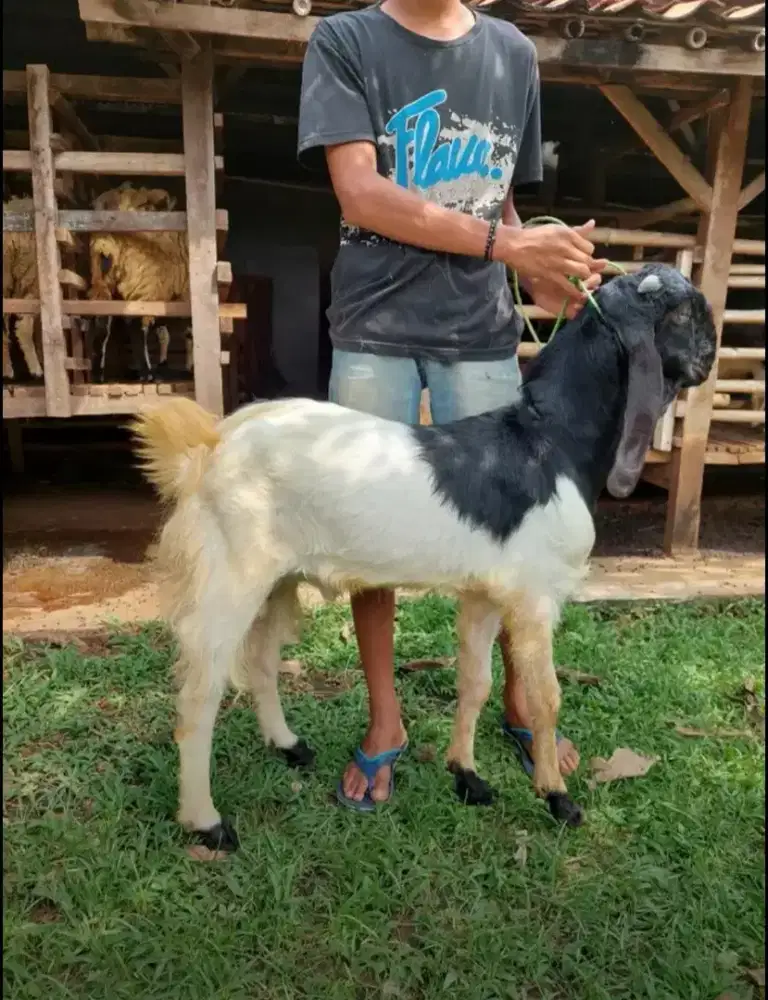 Kambing Aqiqah & Domba Akikah & Kurban Sesuai Syariat.