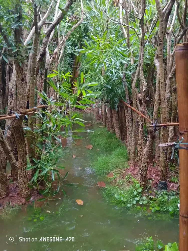 Pohon Tabebuya Bunga kuning