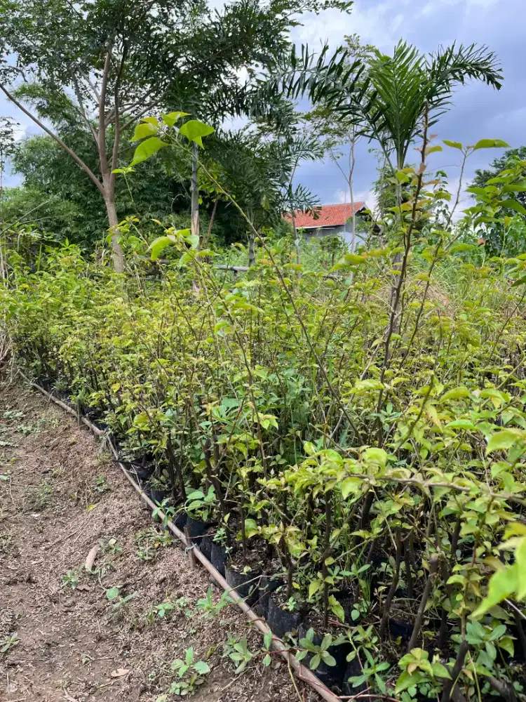 Pohon Bougenville (untuk kebutuhan proyek)