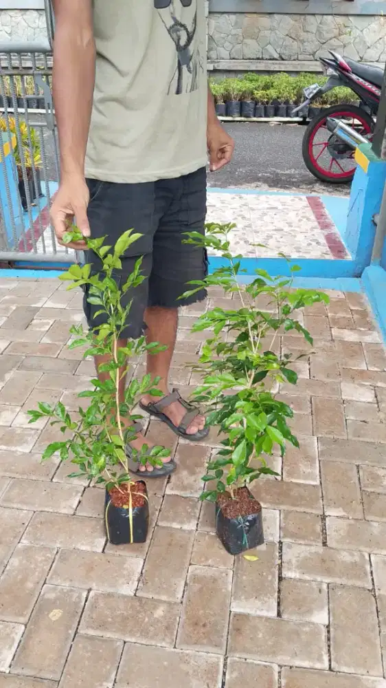 Pohon Kemuning (berbunga wangi)