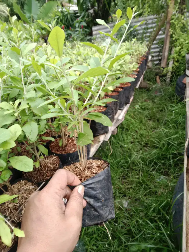 Pohon ley kwan yu (tanaman menjuntai)