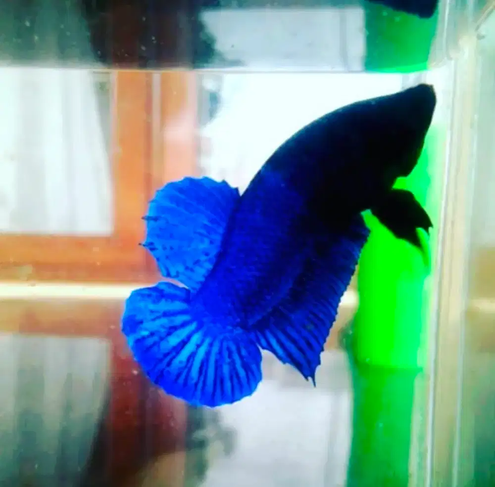 ikan medan dan lokal super,