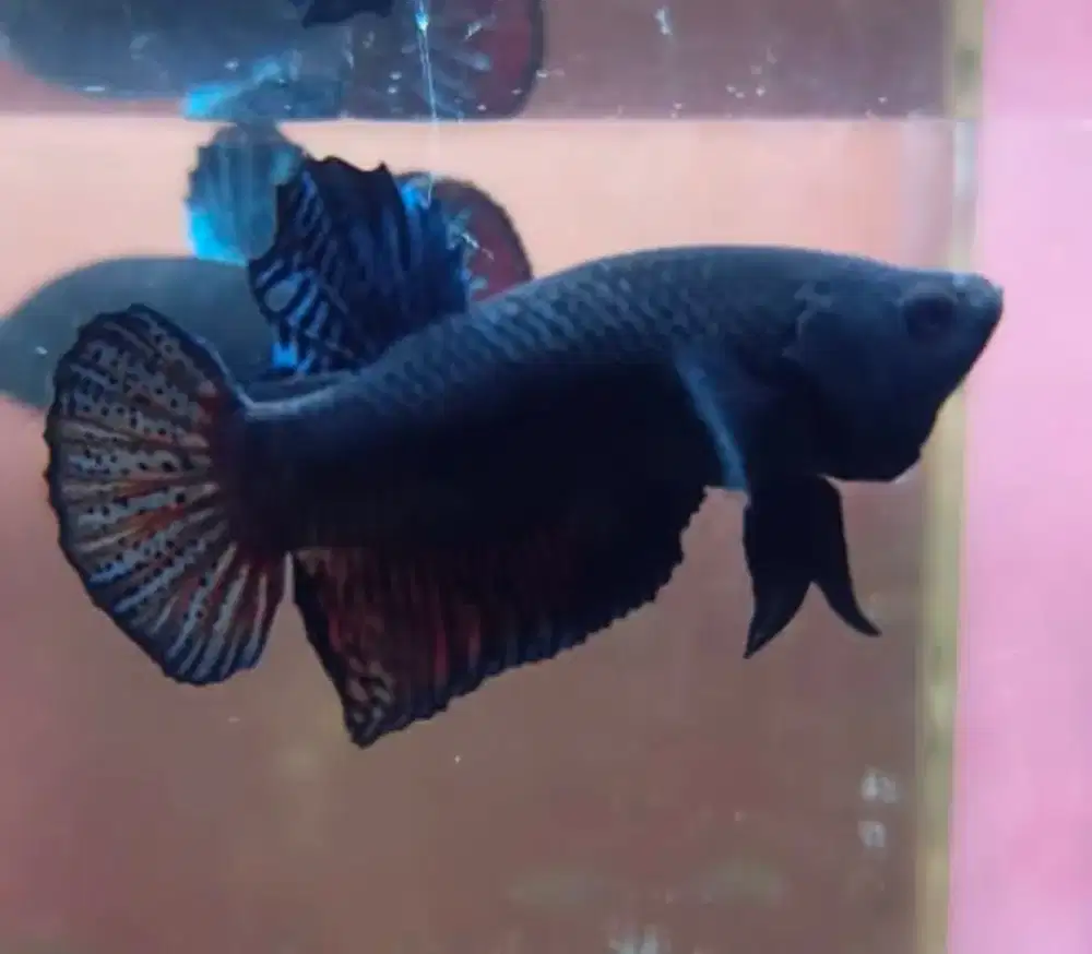 Ikan cupang medan super