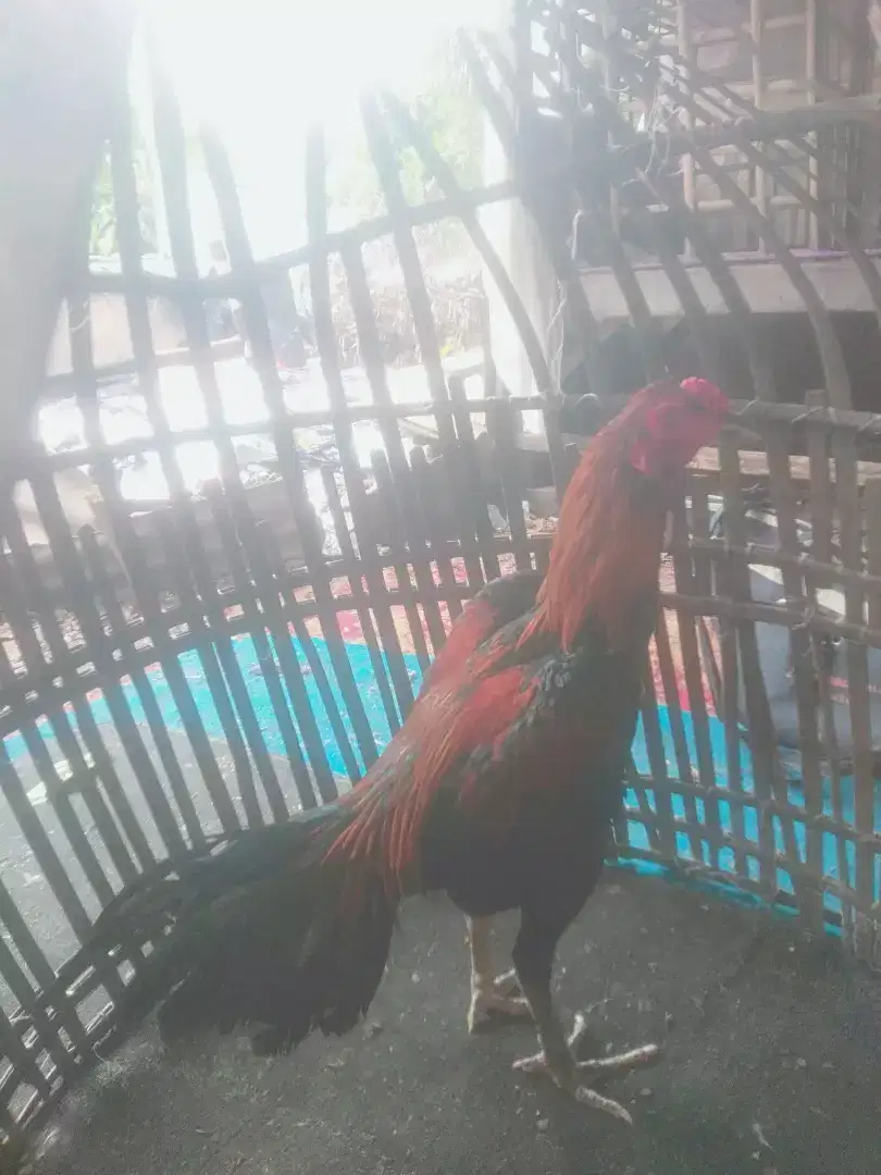 Ayam Bangkok janggaran