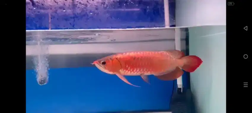 Arwana super red ajib 40-45cm