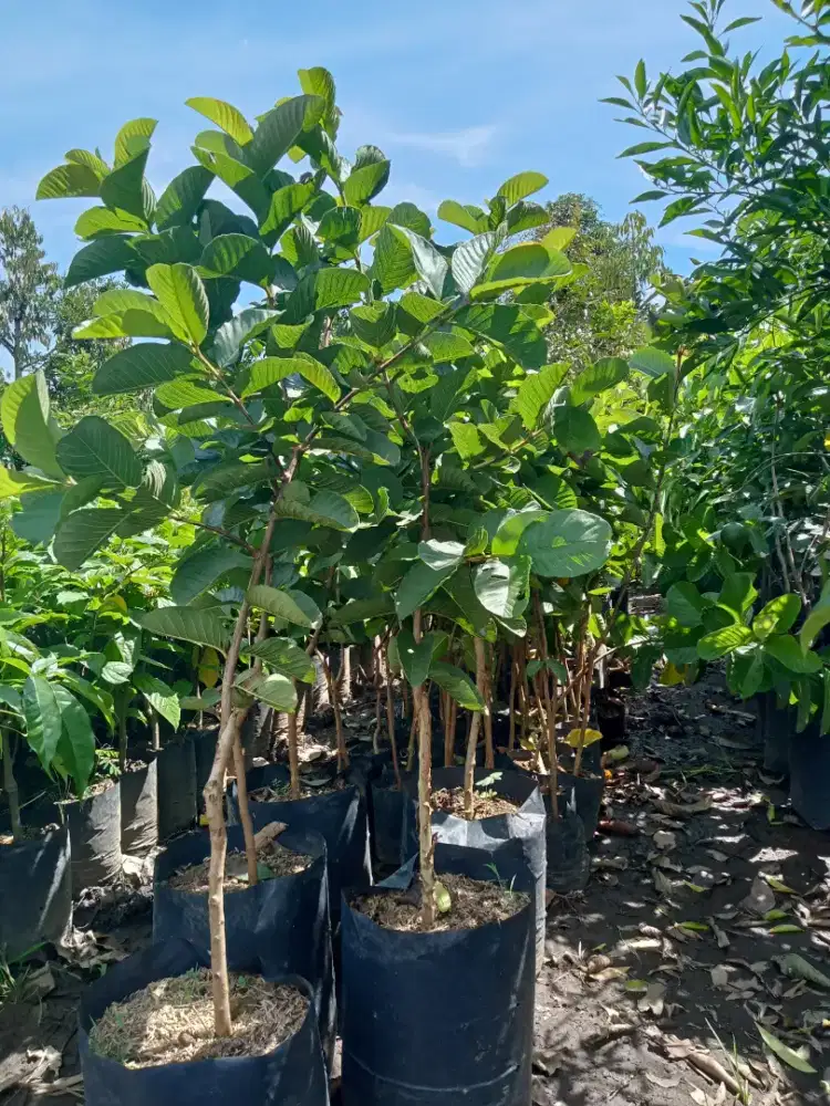 Bibit jambu kristal merah