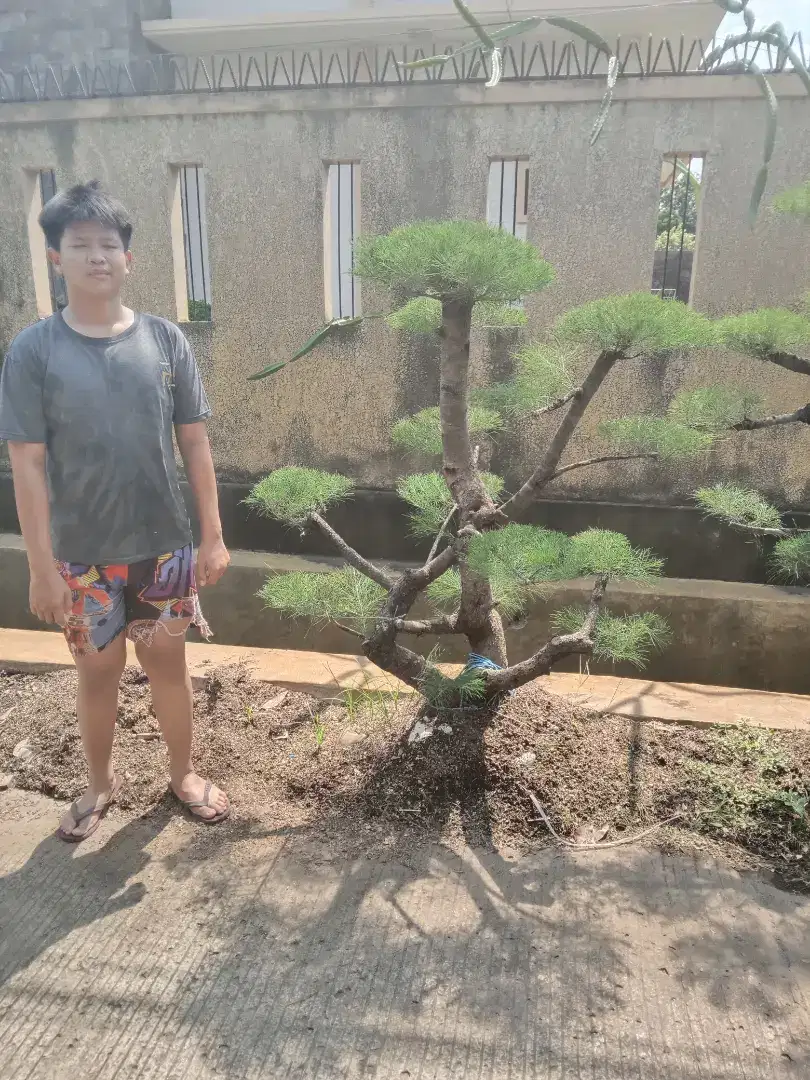 Pohon Bonsai Cemara udang