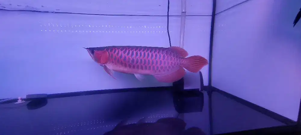 Arwana Super Red 37 cm up