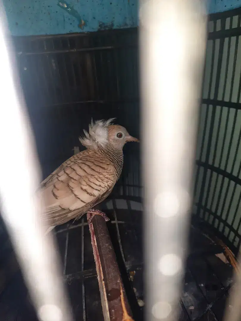 Perkutut silver songgo ratu lokal asli alam jinak banget..