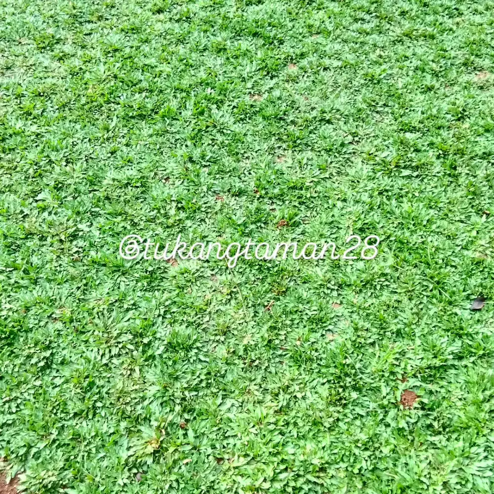 Ready rumput gajah mini