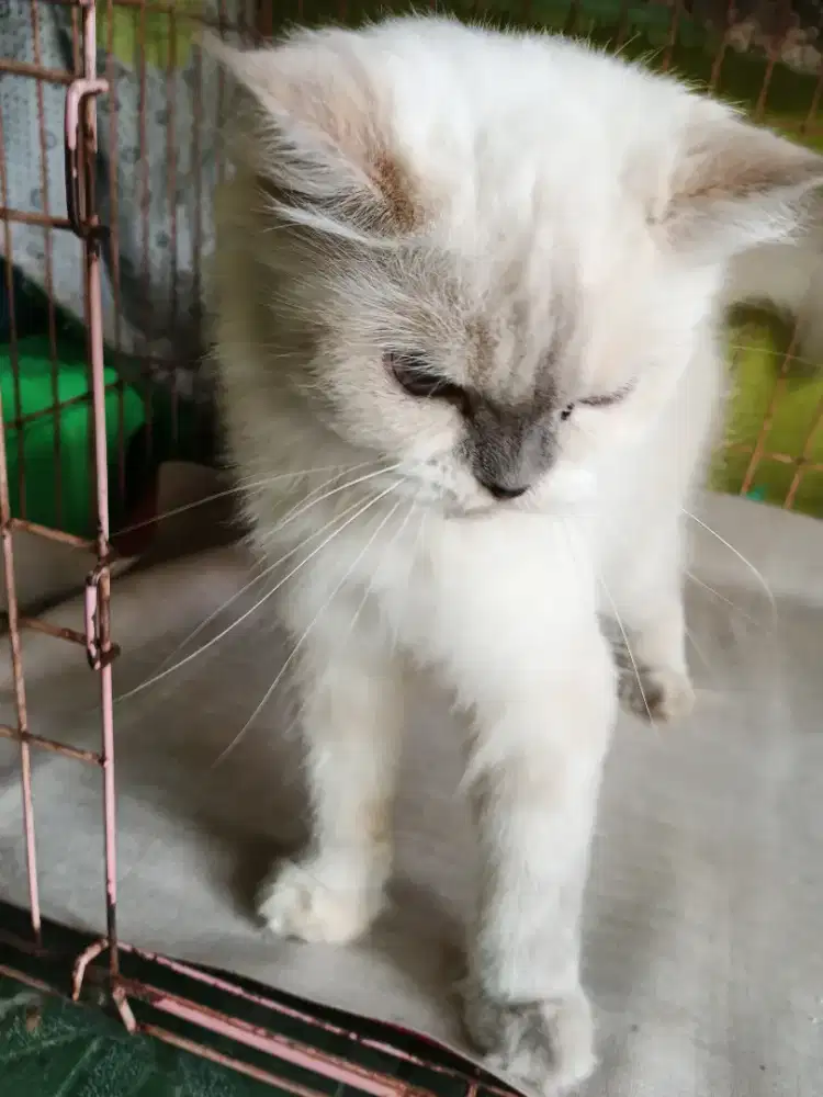 Lepas adop kucing persia himalaya betina
