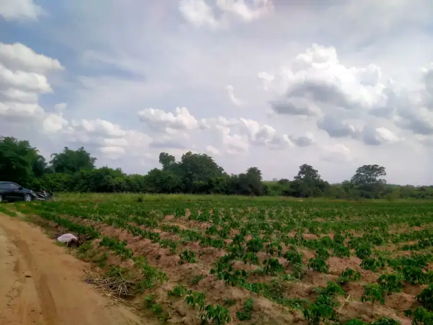 Tanah Luas Buat Perkebunan Lampung