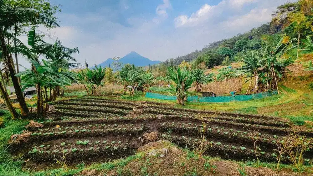 Jual Tanah Claket Pacet 4301m2