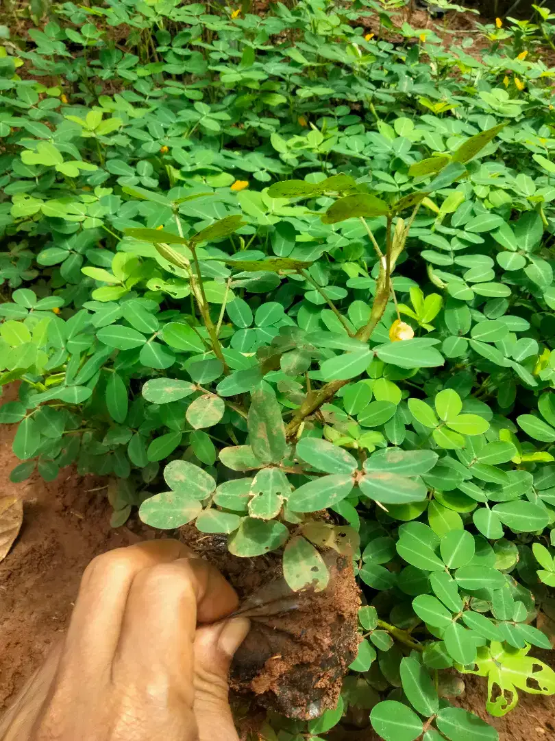 Pohon kacang kacangan / landep