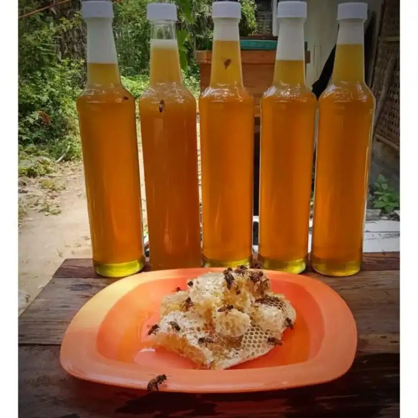 madu murni hasil ternak sendiri