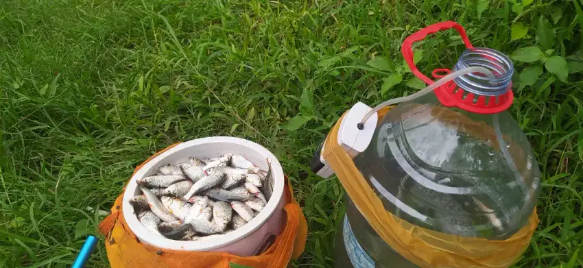 Ready wader kali fresh hasil pancingan