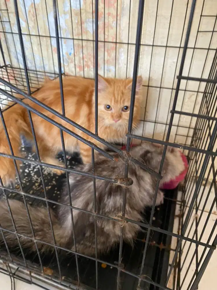 Kucing Betina dan Jantan Oren & Abu-Abu Smoke