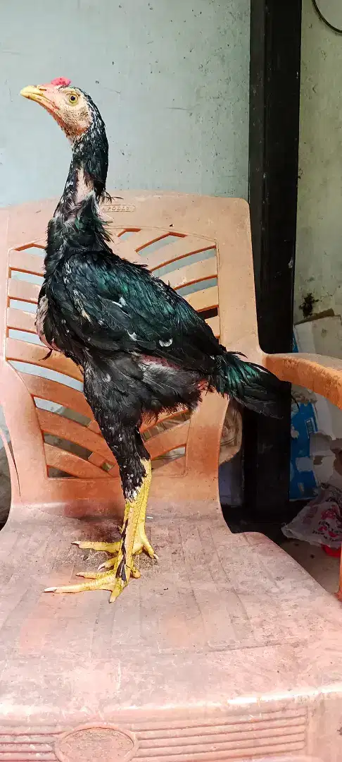 Ayam Aduan BLACKBULL X MANEEDAENG 3,5 BULAN