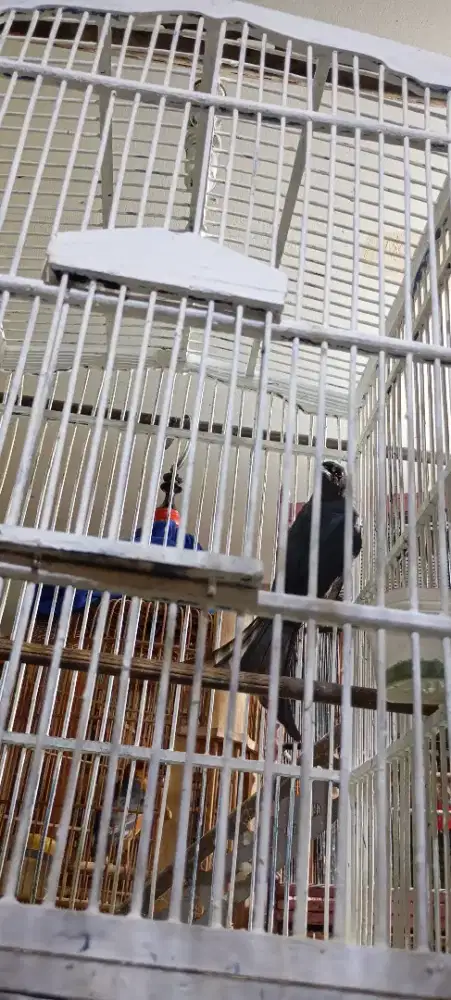 Jual burung Sri hunting abu