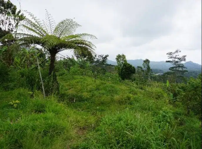 Tanah Buleleng Cocok Untuk Hotel, Resort atau Restoran