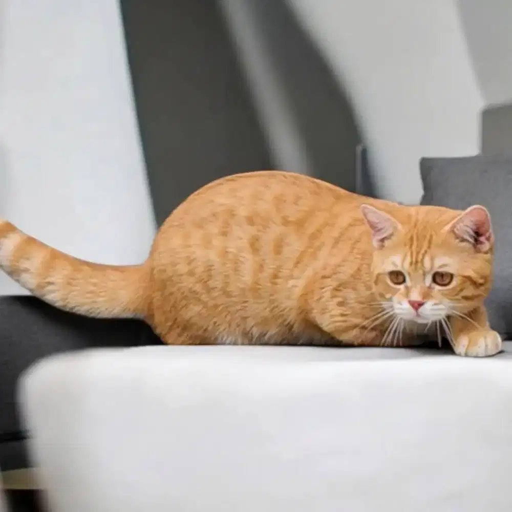 Gaelic straight NS/Munchkin/Scottish/bsh