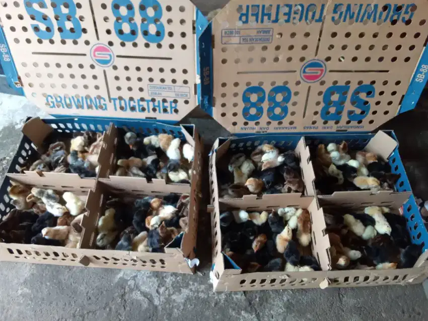 Anak ayam kampung