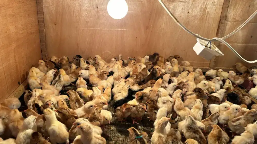 Ayam Elba kampung petelur