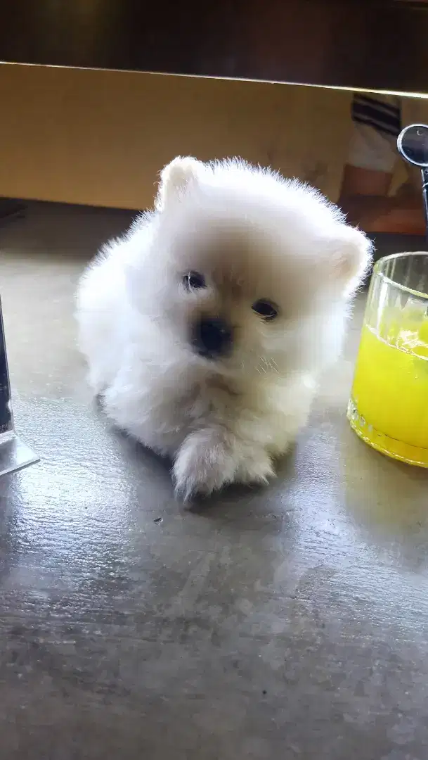 PUPPY SUPER MINIPOM JANTAN STAMBOM