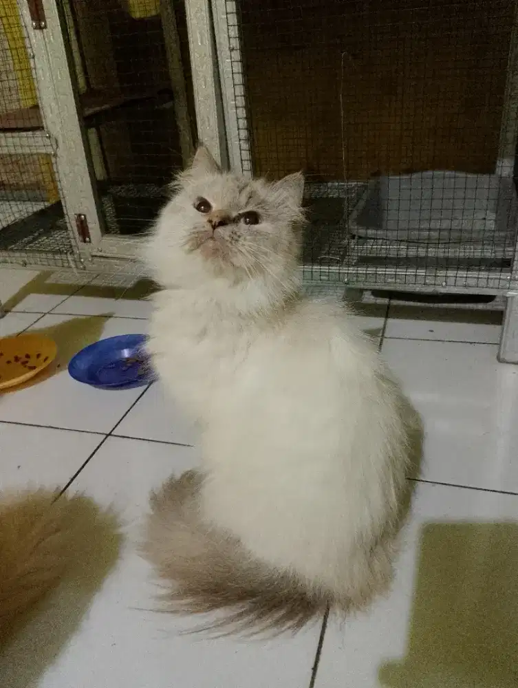 Kucing persia betina