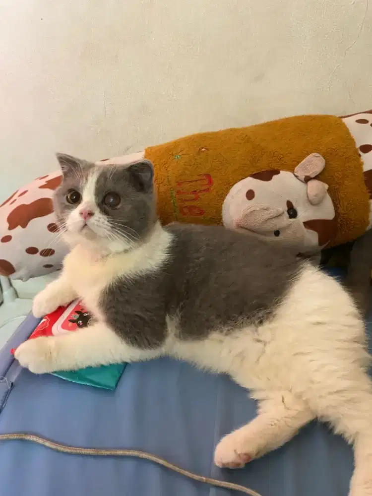 Kitten british short hair bsh fold jantan 6bln bicolour nonped