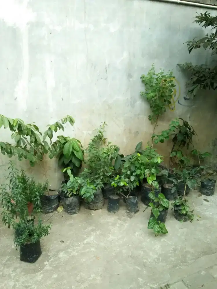 Berbagi Macam Tanaman Herbal