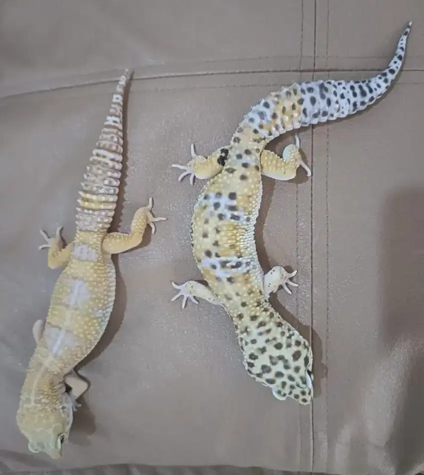 Di jual Gecko jantan dan betina