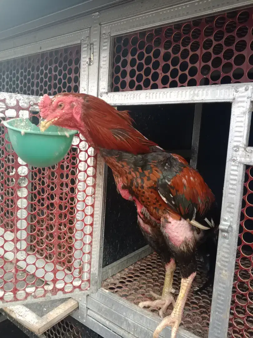 Ayam Bangkok pacek usia 1thn lebih