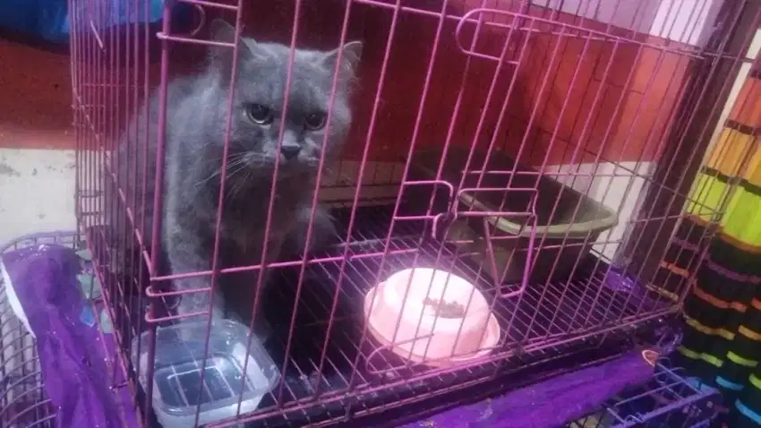 Kucing Persia jantan