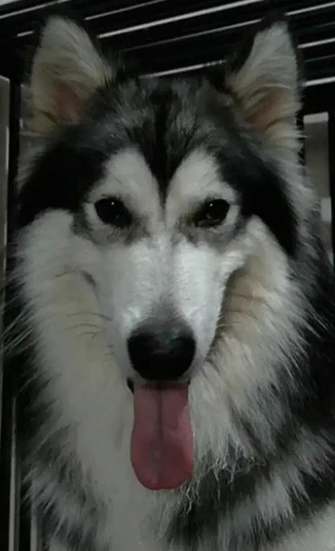 Pejantan Alaskan Malamute