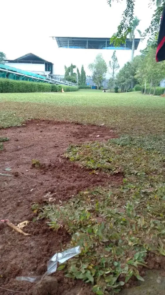 Jual rumput gajah mini