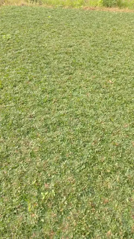 Jual tanaman dan rumput gajah mini